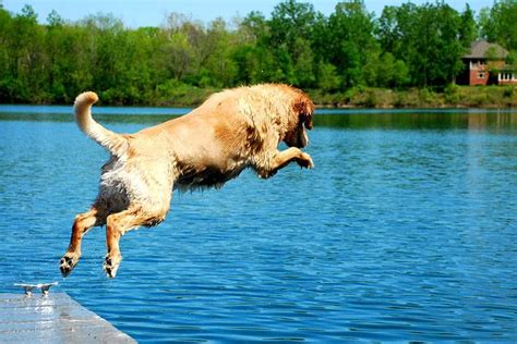 Can Dogs Swim Underwater? Let's Dive Right In!