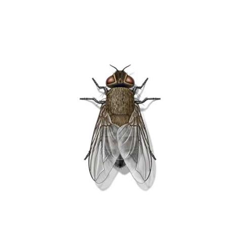 Cluster Fly Identification, Habits & Behavior | Johnson Pest Control