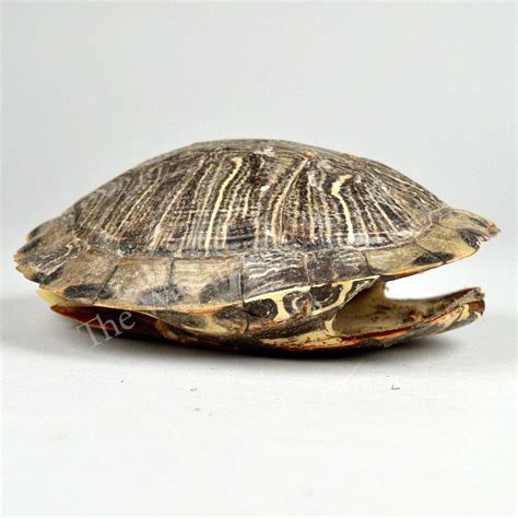 Turtle Shell - Natural Shell - The Wandering Bull, LLC