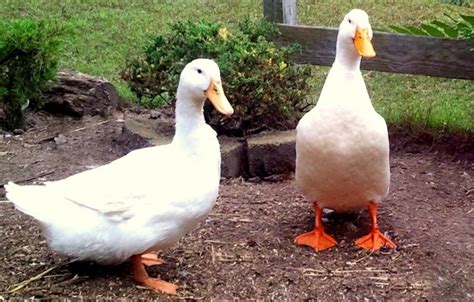 Types of ducks| the 6 main types of ducks | pictures| examples - Duck life