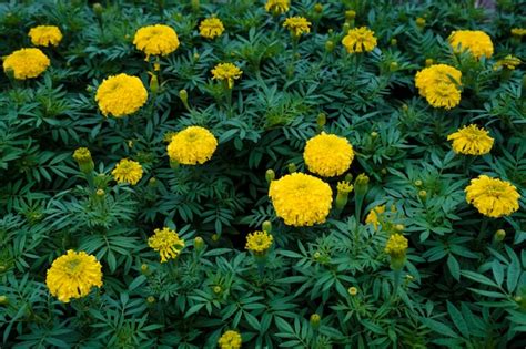Yellow marigold garden | Free Photo