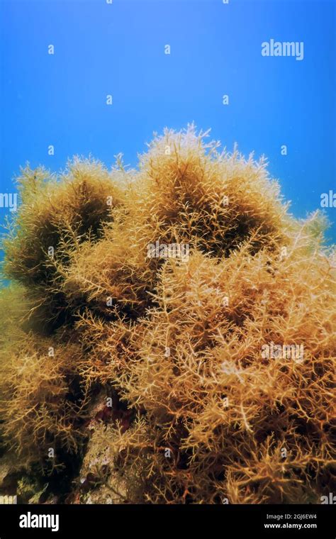 Forest of Seaweed, Seaweed Underwater, Underwater Scene Stock Photo - Alamy