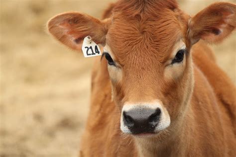 Jersey Calf | egrego2 | Flickr