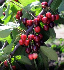 Nursery Plants: The kind of Bing Cherry Tree