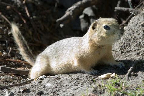 Richardson's ground squirrel - Wikipedia