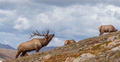 The Best Elk Hunting in Montana - A Guide - Discovering Montana