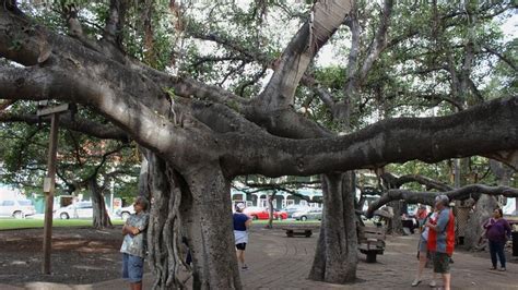 Ring by ring, majestic banyan tree in heart of fire-scorched Lahaina chronicles 150 years of ...