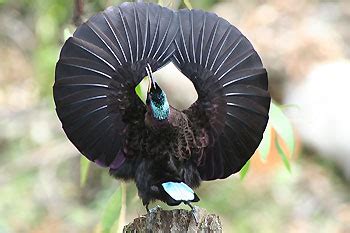 Subhanallah!!!10 Burung Cenderawasih Paling Cantik Di Dunia - mediasiber