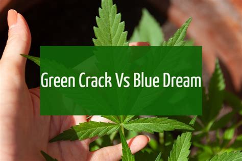 Green Crack Vs Blue Dream - JahCool