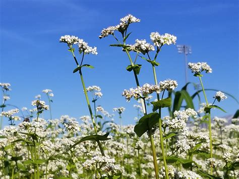 Cover Crop Species Spotlight – Buckwheat | Purdue University Vegetable Crops Hotline