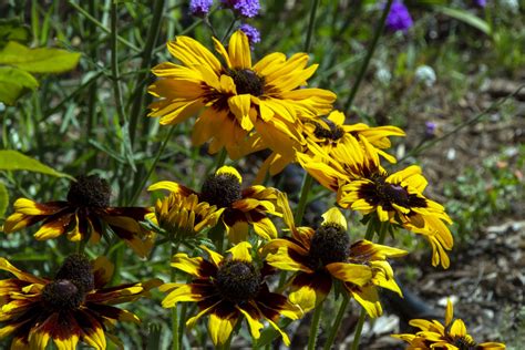 Black-eyed Susan Flowers Free Stock Photo - Public Domain Pictures