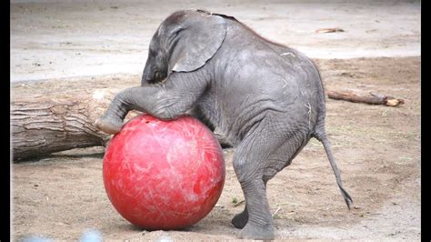 Funny Baby Elephants