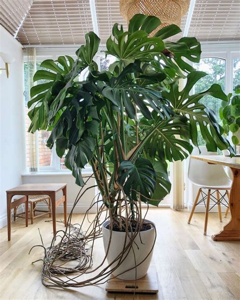 Monstera Deliciosa : How to Care for and Thrive It in Your Home