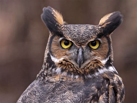 great-horned-owl-symbolism-1024x768.jpg