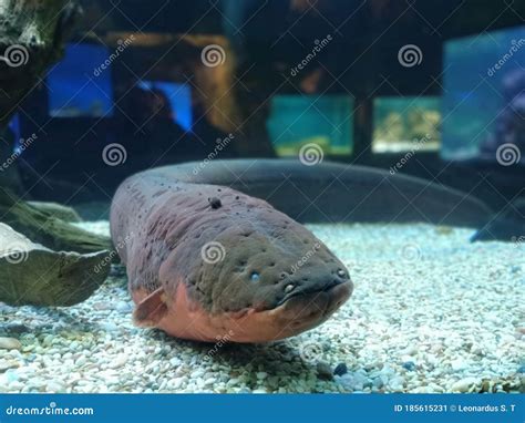 Electric Eel in the Aquarium. Stock Image - Image of electric, reef: 185615231