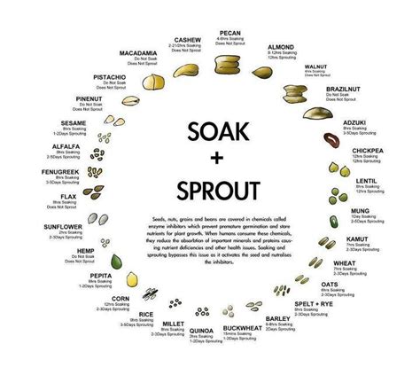 Soak/sprout chart | Sprouted grains, Sprouts, How to make sprouts