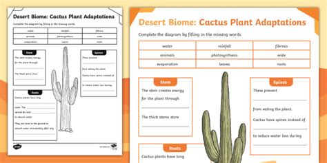 Desert Biome: Cactus Plant Adaptations Activity