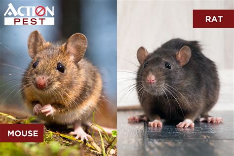 Action Pest Control ServicesRats vs Mice - How to Identify and Control ...