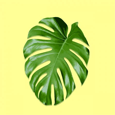 Monstera Leaf Wall Art Free Stock Photo - Public Domain Pictures