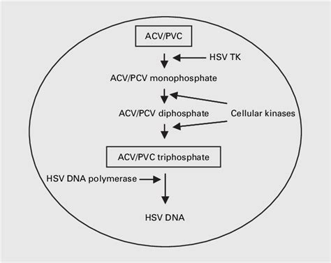 Figure 1 from Penciclovir Cream – Improved Topical Treatment for Herpes ...