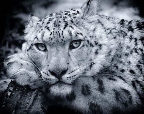 Large Snow Leopard Portrait Photograph by Chris Boulton - Pixels