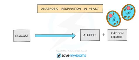 Aerobic & Anaerobic Respiration | Edexcel IGCSE Biology Revision Notes 2019