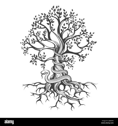 Arbre de vie dessin tatouage Banque d'images noir et blanc - Alamy