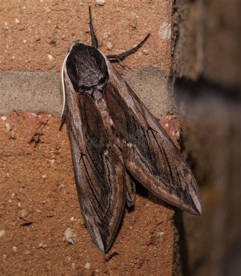 Night Hawk Moth (Sphinx Ligustri) Stock Photo - Image of wildlife, ligustri: 12193904