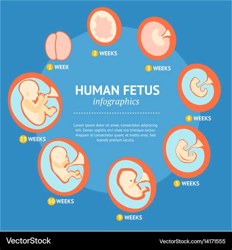 Baby Growth Stages After Birth