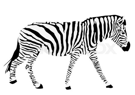 Zebra silhouette | Stock vector | Colourbox