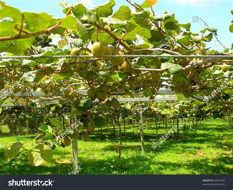 Kiwi Fruit, New Zealand Stock Photo 64374490 : Shutterstock