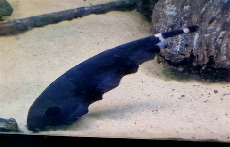 Black ghost knife fish (Apteronotus albifrons) – Pier Aquatics