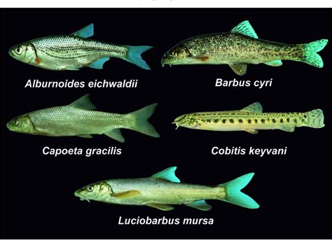 Table 2 from An updated checklist of fishes of the Caspian Sea basin of Iran with a note on ...