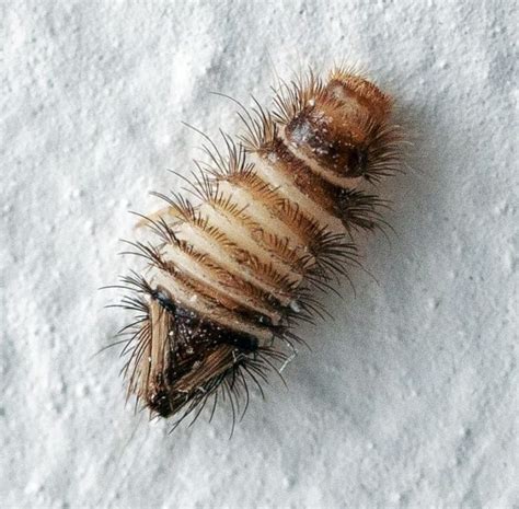 Dermestidae beetle larva - PEST CONTROL CANADA