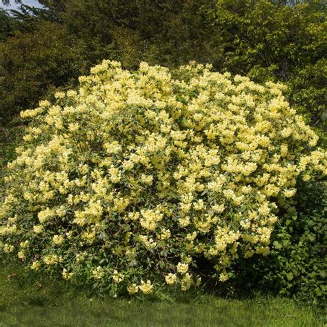 Yellow Rhododendrons for Sale | BrighterBlooms.com