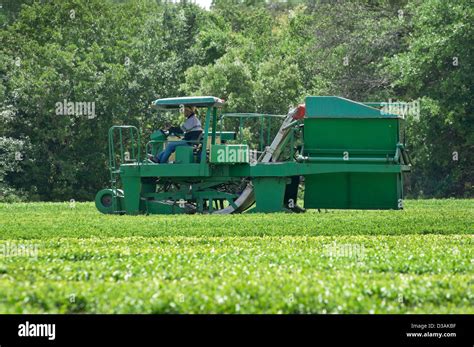 The Charleston Tea Plantation is located on historic Wadmalaw Island in ...