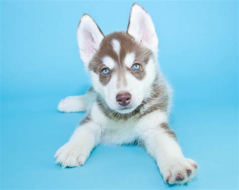 7 Siberian Husky Pups With Stunning Blue Eyes