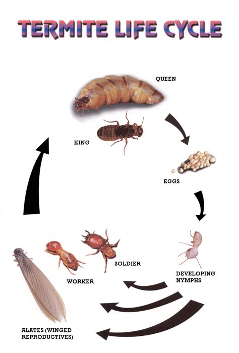 Subterranean Termites Life Cycle