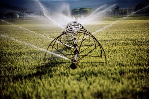 Irrigação localizada aplica a água em somente uma área da plantação