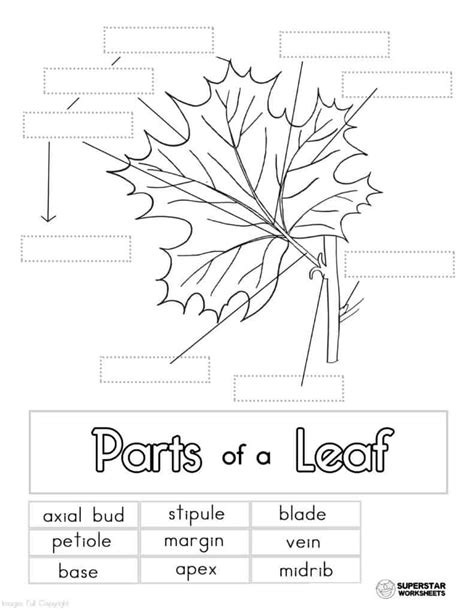Leaf Anatomy Worksheets - Free Printable Worksheet
