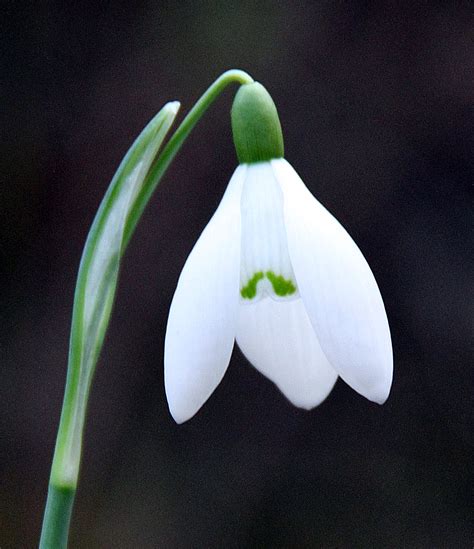 Photographer's Garden: The forecast is for snow(drops)