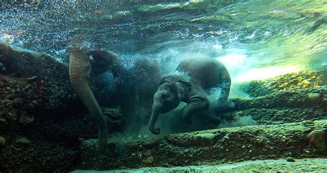 Swimming and diving elephants – Upali.ch