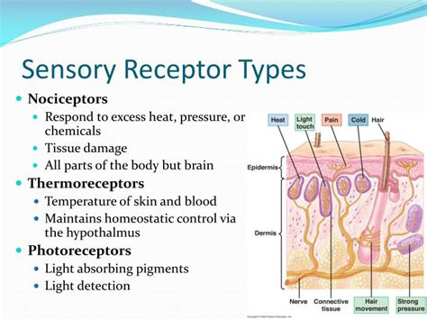 5 Types Of Receptors