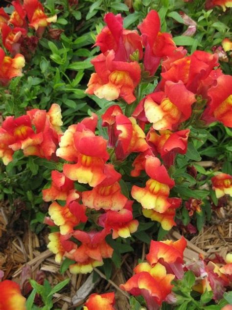 23 Most Beautiful Snapdragon Varieties | Balcony Garden Web