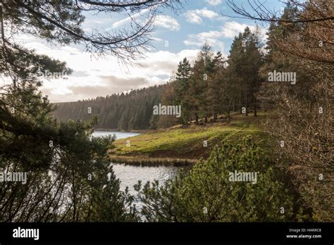 Howden Reservoir, shot between the trees Stock Photo - Alamy