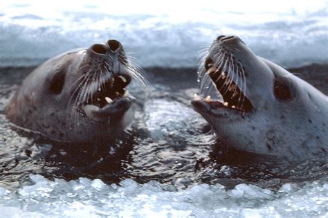 Crabeater Seals - Lobodon carcinophagus - Antarctica fact file