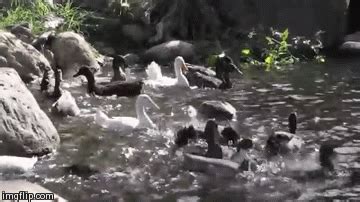 Ducks swim for the first time! - Imgflip