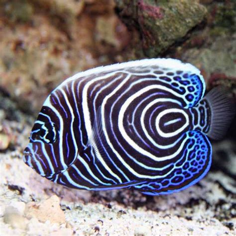 Emperor Angel Juv (Pomacanthus imperator) (With images) | Soft corals, Saltwater tank, Aquarium