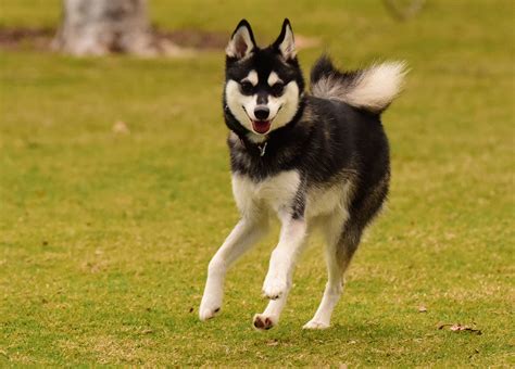 Alaskan Klee Kai Dog Breed Information & Pictures – Dogtime