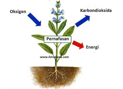 [Jawaban] Tumbuhan Bernafas Dengan? - Ilmusiana